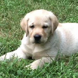 Labrador Retrievers from Smokey Hollow Labradors