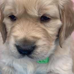 Golden Retriever Puppies from Daniel Ranch Golden Retrievers