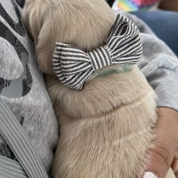 Golden Retriever Puppies from Ruff Life Goldens