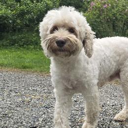 Priscilla - Australian Labradoodle