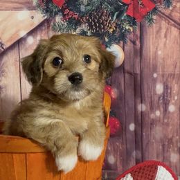 Josef - Red sable male Havanese puppy in Clermont, Florida from Country Sweet Havanese and Creative Coaching