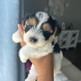 Male 1 - Chocolate, tan and white male Yorkshire Terrier puppy in Kissimmee, Florida from Bebe AKC Puppies