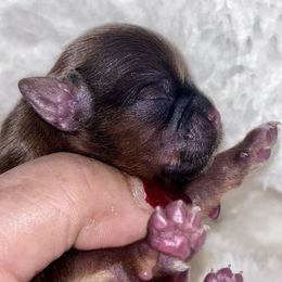 Fancy Velvet - Red and tan female Shih Tzu puppy in Sacramento, California from NANA’S  QUALITY SHIH TZU'S