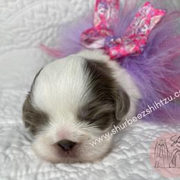 Shih Tzu Puppies from Shurbeez Shih Tzu