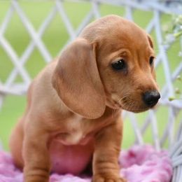 Dachshunds and Pugs from M&M Dachshunds and Pugs