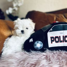 Boy 1 Alexander - White Maltese puppy in Snowville, Utah from Navabo Diamond
