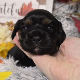 Garland - Black and tan female Cavalier King Charles Spaniel puppy in Stilwell, Oklahoma from Love Bug Cavaliers