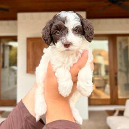 Sienna - Brown and white female Aussiedoodle puppy in Allen, Texas from Calena’s Doodles