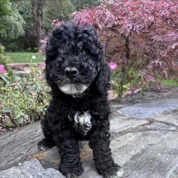 Tux - Black male Cavapoo puppy in Strasburg, Pennsylvania from Still Water Puppies