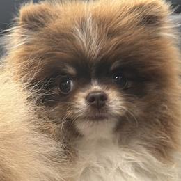 German Shepherds and Pomeranians from Luxury Pets of Central Texas
