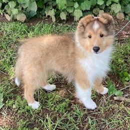 Shetland Sheepdog Puppies from Synergy Shetland Sheepdogs