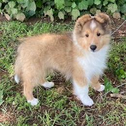 Shetland Sheepdog Puppies from Synergy Shetland Sheepdogs
