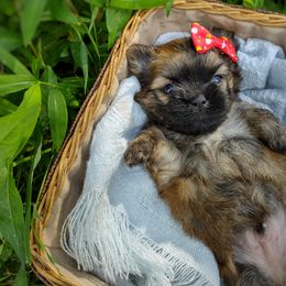 Companion Cross, Havanese, Mal-Shi, Maltese, Maltipoo, Morkie, and Shih Tzu Puppies from Seeking Shalom Acres Maltese, Maltipoos & Havamalts