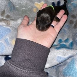 Dachshund Puppies from Dachshund Delight