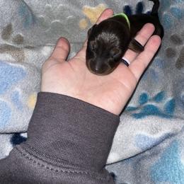 Dachshund Puppies from Dachshund Delight