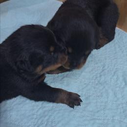 Anya - Black and mahogany female Rottweiler puppy in Live Oak, Florida from K&R RANCH KENNELS