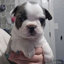 Monica - Blue female Boston Terrier puppy in Orange, Texas from Emerald Moon Bostons