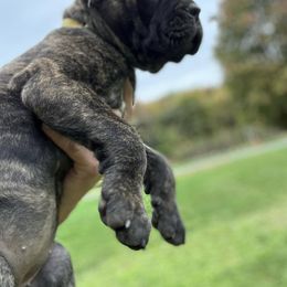 Girl 3 - Black brindle Cane Corso puppy in Mercer, Pennsylvania from Midnight Cane Corso USA