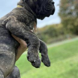 Girl 3 - Black brindle Cane Corso puppy in Mercer, Pennsylvania from Midnight Cane Corso USA