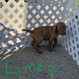 Lime - Golden rust male Vizsla puppy in Sioux County, Iowa from Pheasant Poppers Vizslas