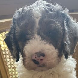 Bernedoodles from Banner Bernedoodles
