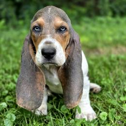 Kubota - Blue tan and white male Basset Hound puppy in West Chester, Ohio from Bed-N-Bassets
