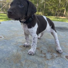 Puppy 6 - Liver and white German Shorthaired Pointer puppy in Pollok, Texas from Rockin’ Lazy 8
