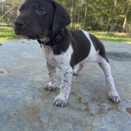Puppy 6 - Liver and white German Shorthaired Pointer puppy in Pollok, Texas from Rockin’ Lazy 8