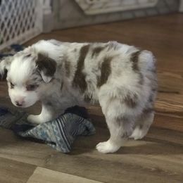 "Angel (now our Dolly)" Miniature Australian Shepherd Puppies from Eldorado Ranch Mini Aussies