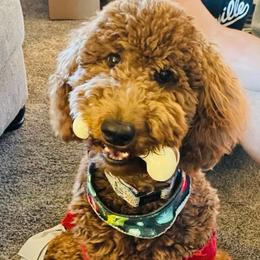 Presley - Poodle