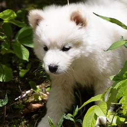 Pomsky Puppies from New World Pomskies