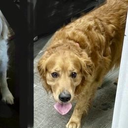 Golden Retriever puppies from Rangel Family Goldens