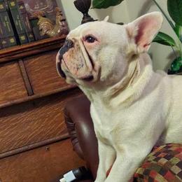 French Bulldogs from Shanda Parish's French Bulldogs