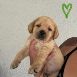 Green Collar Male - Yellow male Labrador Retriever puppy in Kissimmee, Florida from SunState Labs