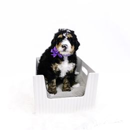 Purple Collar Girl - Tri-color female Bernedoodle puppy in Hebron, Indiana from Duneland Doodles