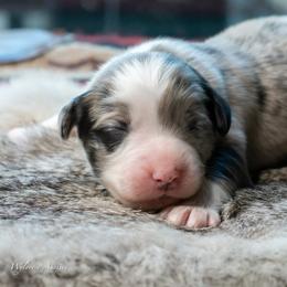 Noelle - Blue merle female Australian Shepherd puppy in Decatur, Texas from Wyldrose Australian Shepherds