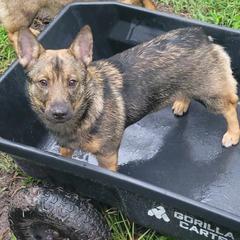 Pi - Swedish Vallhund