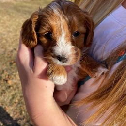Cavapoo and Whoodle Puppies from Gardner Lane Puppies