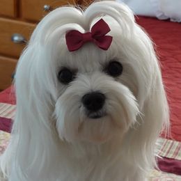 Maltese from Boshi Maltese