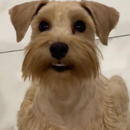 Teddy - Miniature Schnauzer