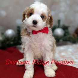 Rudolph Red Boy - Parti male Poodle puppy in St George, Utah from Crimson Ridge Poodles