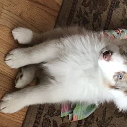 Australian Shepherd Puppies from Camas Creek Australian Shepherds