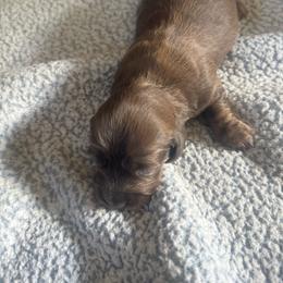 Donut - Brindle female Dachshund puppy in Lakecreek, Oregon from Forever Doxie