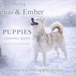 Pomsky puppies from Arctic Star Pomskies