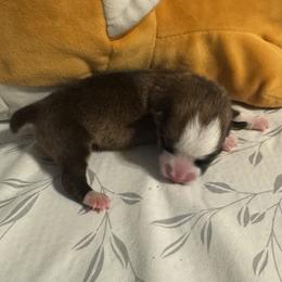 Pancake - Red male Pembroke Welsh Corgi puppy in Dickinson, Texas from Careaga Farms