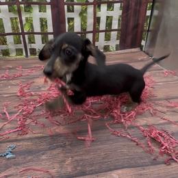 Black and Cream Wirehair Female (brindle points) - Black and cream female Dachshund puppy in Killeen, Texas from Southern Dachshunds