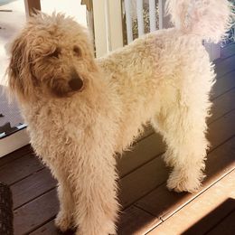 Australian Shepherd, Goldendoodle, and Poodle All Grown Up from Country Poos and Dos