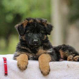 German Shepherd Puppies from Zwinger Vom Greifjäger