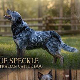Bud - Australian Cattle Dog