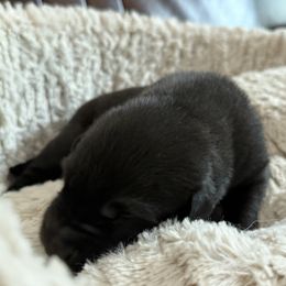 Girl 2 (reserved) - Brindle female Belgian Malinois puppy in Dallas, Texas from OreVis Malinois